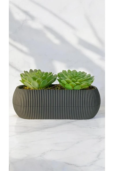 DDTREND Yapay Kaktüs Sempervivum Tomentosum Sukulent Gri Saksılı Yeşil Renk 11 cm. - 4