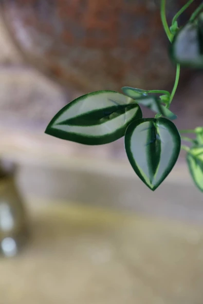 DDPEST DDS-S105 Saksı & Saksılı Bitkiler da Sarkan Yapay Sarmaşık 5 Dal 90 Cm Yapay Çiçek -LM - Resim 4