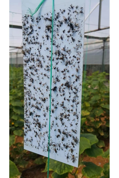 Biogreen 10 x 25 cm Mavi Yapışkan Kart Tuzak ( 10 Adet) - 2