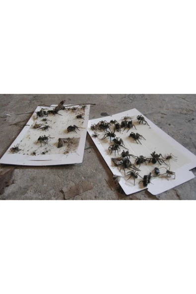 DDTREND Fare Yapışkanı Yapışkan Böcek Ve Fare Tuzağı Fındık Kokulu 10 Adet - 3