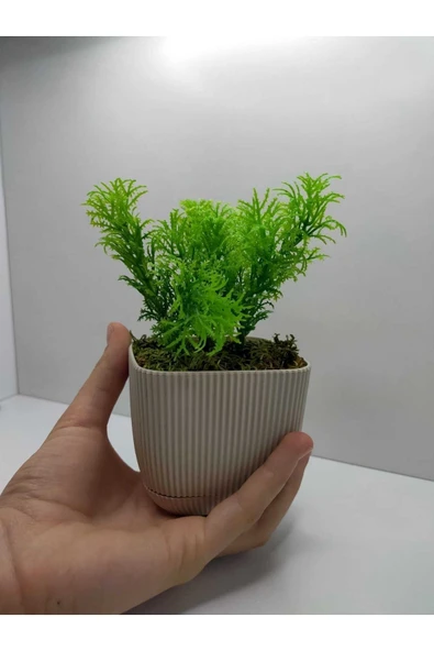 DDPEST Bej Kare Saksı Çim Yeşili Yapay Çiçek Bitki , Gerçek Taş Yosunlu Banyo Mutfak Masa Çiçeği No:1-DS