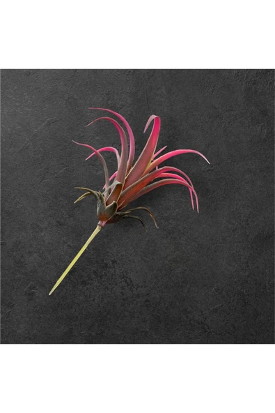 DDTREND Yapay Çiçek Slikon Kaktüs Sukulent Tekli Model No:6 SOFT PEMBE