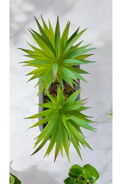 DDTREND Yapay Kaktüs Haworthia Limifolia Sukulent Uzun Gri Saksılı Yeşil Renk 16 cm. - Resim 4