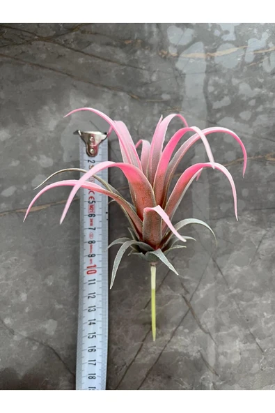 DDTREND Yapay Çiçek Slikon Kaktüs Sukulent Tekli Model No:6 SOFT PEMBE - 2