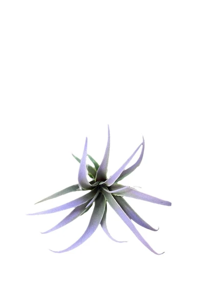 DDTREND Yapay Çiçek Slikon Kaktüs Sukulent Tekli Model No:6 Mor - Resim 6