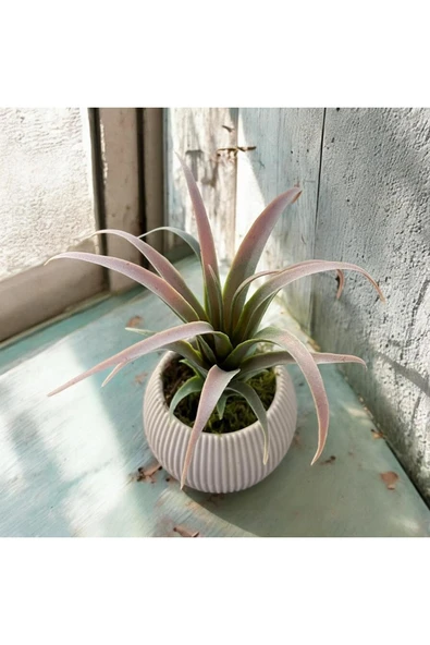 DDTREND Yapay Çiçek Slikon Kaktüs Sukulent Tekli Model No:6 SOFT PEMBE - 4