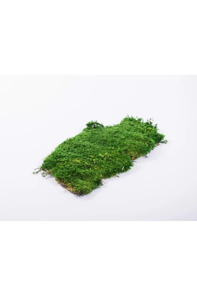 DDTREND Gerçek Taş Yosunu , Çim Kaya Yosunu  20X25 cm (YAKLAŞIK)