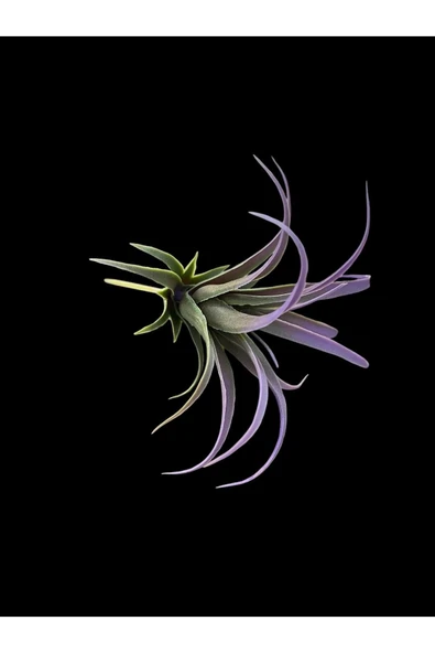 DDTREND Yapay Çiçek Slikon Kaktüs Sukulent Tekli Model No:6 Mor - Resim 3