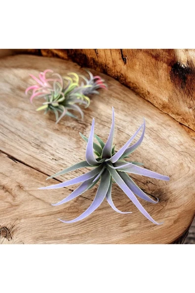 DDTREND Yapay Çiçek Slikon Kaktüs Sukulent Tekli Model No:6 Mor - Resim 4