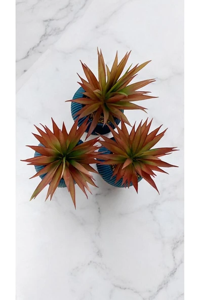 DDTREND Yapay Kaktüs Haworthia Limifolia Sukulent 3'Lü Mavi Saksılı Kahverengi Renk 16 cm. - Resim 4