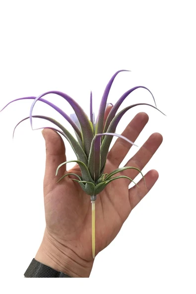 DDTREND Yapay Çiçek Slikon Kaktüs Sukulent Tekli Model No:6 Mor ürün görseli