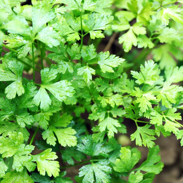 ByKurt Sunagri Maydanoz Tohumu - Geniş Yapraklı Yüksek Aromalı Taze Tüketim İçin İdeal - 3