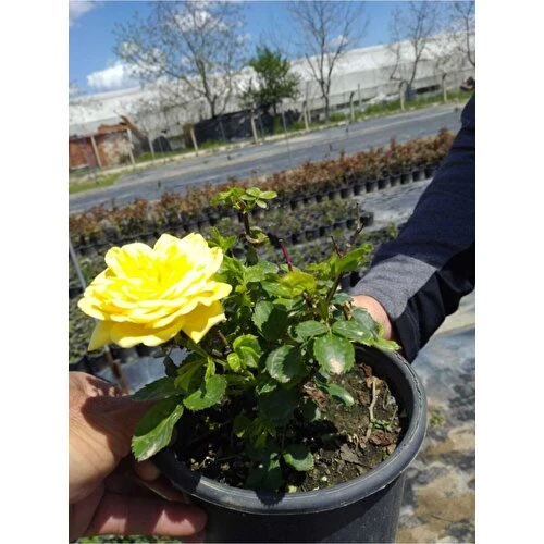 Yellow Sarı Gül Fidanı 2 Adet 10-20 cm - Resim 3
