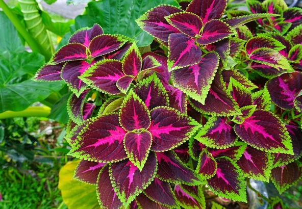 Yaprak Güzeli Çiçeği Fidanı 10-20 cm - Resim 5