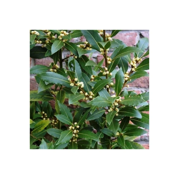 Defne Fidanı 10-20 cm Laurus Nobilis ürün görseli