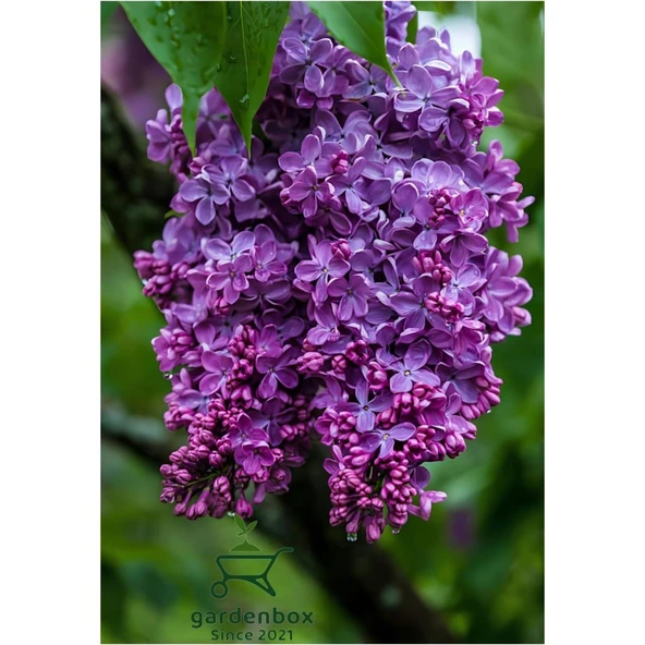 Kokulu Leylak Çiçeği Fidanı 1 Adet 40-80 cm (Syringa) ürün görseli