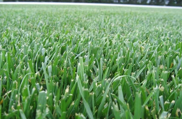 Festuca Arundinacea (Titan RX) - 3