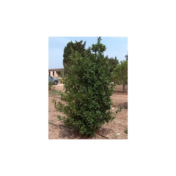 Defne Fidanı 10-20 cm Laurus Nobilis - Resim 3