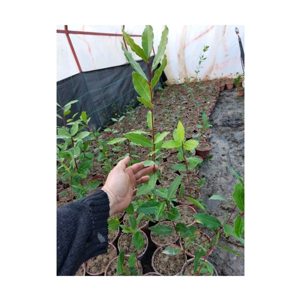 Defne Fidanı 10-20 cm Laurus Nobilis - Resim 4