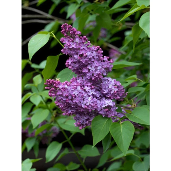 Kokulu Leylak Çiçeği Fidanı 1 Adet 40-80 cm (Syringa) - Resim 3