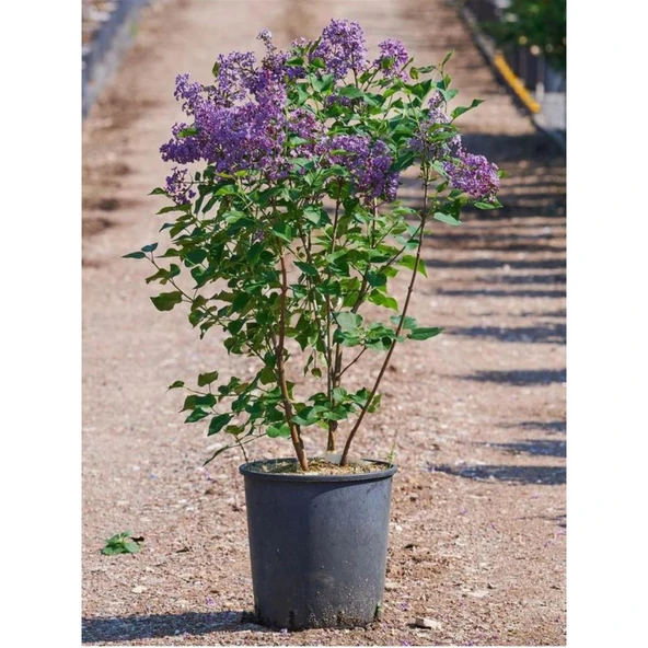 Kokulu Leylak Çiçeği Fidanı 1 Adet 40-80 cm (Syringa) - Resim 2