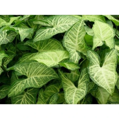 Melek Kanadı Çiçeği Fidanı 40 cm - Resim 2