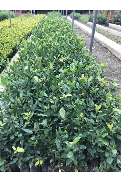 Defne Fidanı 15-25 cm - Resim 3