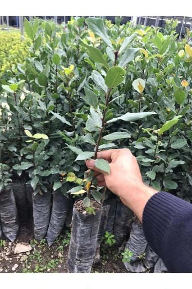 Defne Fidanı 15-25 cm - Resim 2
