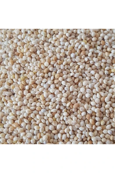ŞAMPİYON Muhabbet Kuşu Yemi Sade Ak Darı 500 Gram 0,5kg Beyaz Darı Kuş Yem