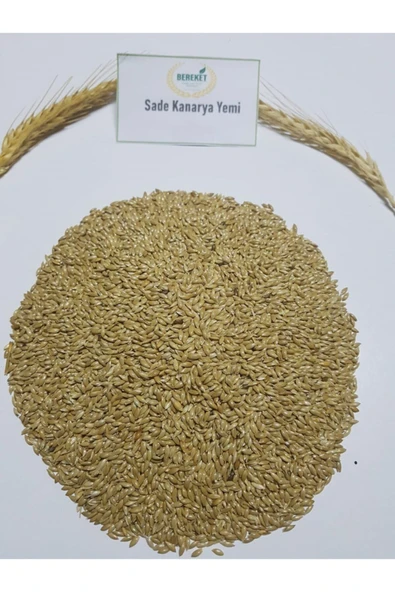 Bereketlimama Sade Kanarya Yemi Aspur 1 Kg