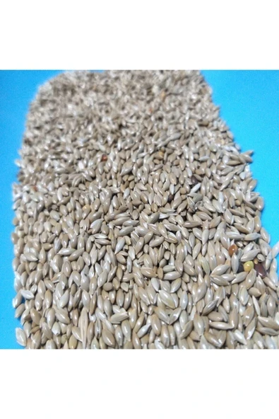 Vivid Aspur Saka Kanarya Yemi 2 Kg - 2
