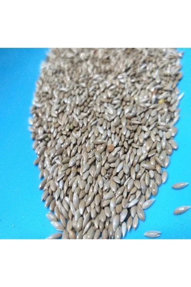 Vivid Aspur Saka Kanarya Yemi 2 Kg