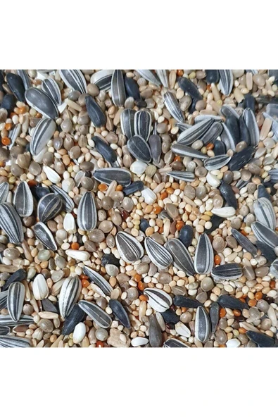 Vivid Papağan Yemi (1 KG)