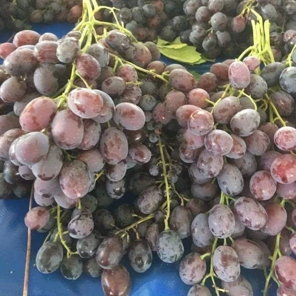 Geleneksel Çok İri Taneli Kırmızı Mor Renkli İri Salkımlı Tüplü Hönüsü Üzüm Fidanı - 2