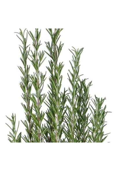 Biberiye Kuşdili Saksı'da 1 Adet 10-20 cm - Resim 3