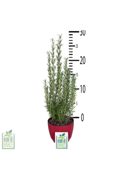 Biberiye Kuşdili Saksı'da 1 Adet 10-20 cm - Resim 2