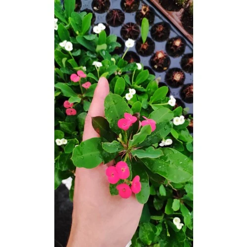 Kaktüs Euphorbia Milli Dikenler Tacı Fidesi Fidanı 10-20 cm ürün görseli