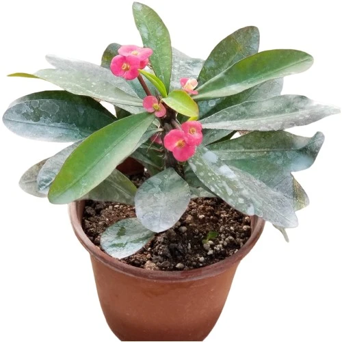 Kırmızı Euphorbia Milli / Dikenler Tacı, Saksıda 10-20 cm ürün görseli