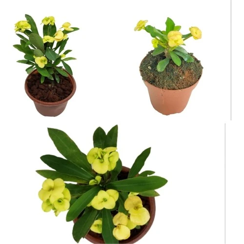 Sarı Dikenler Tacı Milli Fidanı 10-20 cm 1 Adet ürün görseli