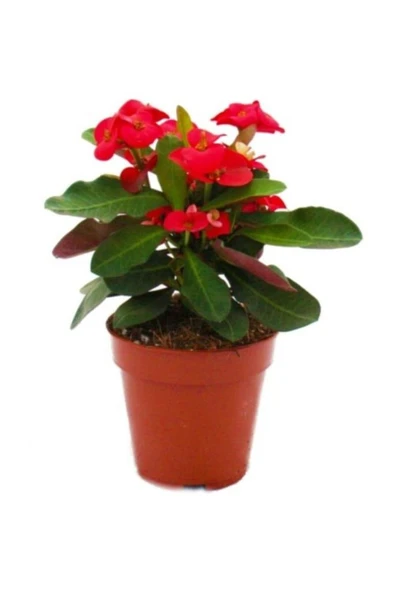 Kırmızı Renk Japon Iğnesi Dikenler Tacı Euphorbia Milii Fidanı Saksılı 10-20 cm