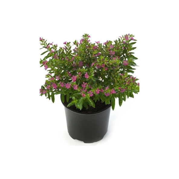 Kufeya Çiçeği Fidanı Cuphea Hyssopifolia 10-20 cm