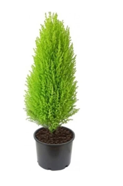 Limon Çamı Limoni Servi Fidanı 2 Yaşında 30-35 cm