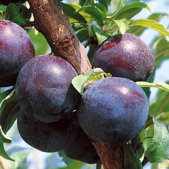 4 Yaş, Aşılı BLACK STAR Erik Fidanı, Torbada ürün görseli 1