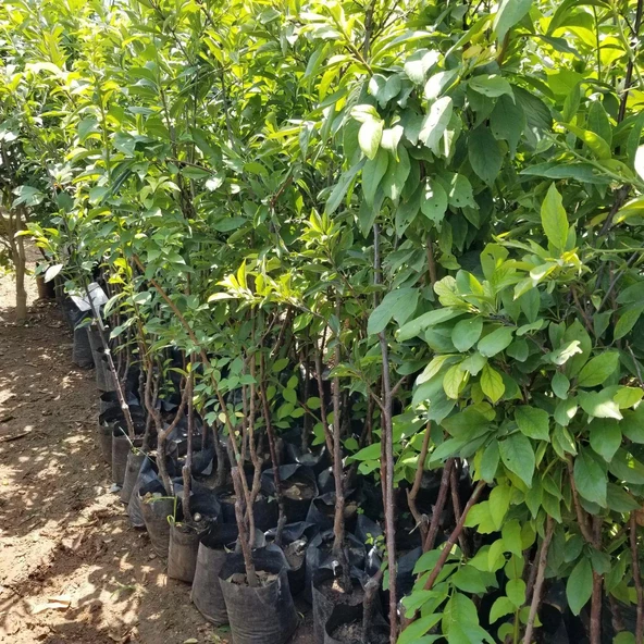 4 Yaş, Aşılı GÖLCÜK PAPAZI (Geçci) Erik Fidanı, Torbada - 3