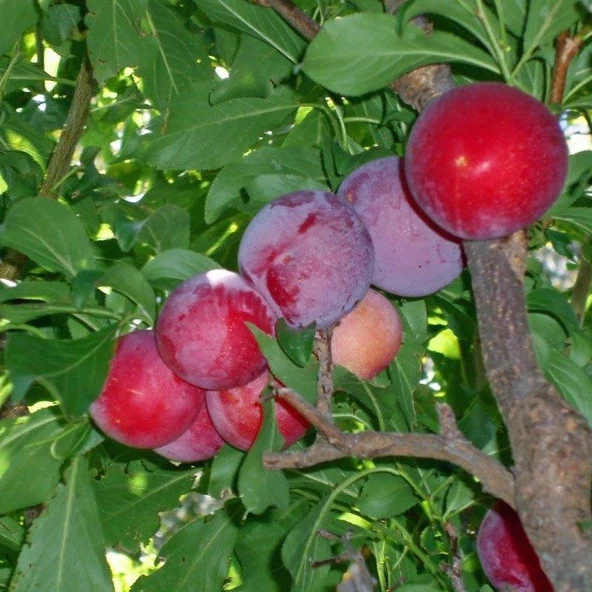 4 Yaş, Aşılı PİONEER Erik Fidanı, Torbada ürün görseli 1