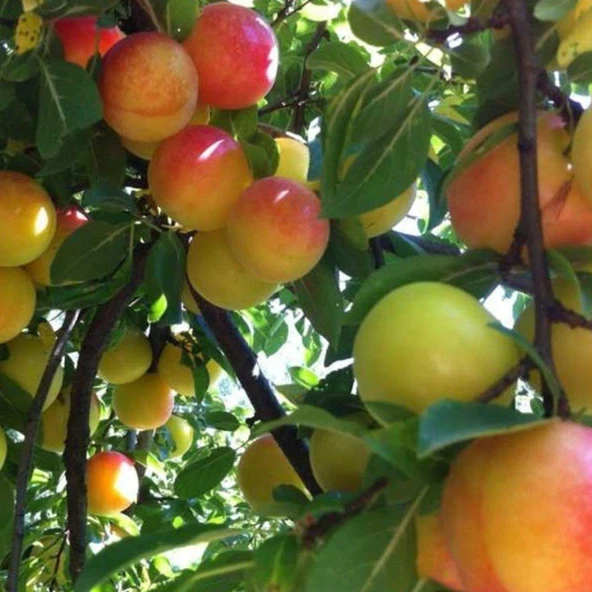 4 Yaş, Aşılı AYNALI Erik Fidanı, Torbada ürün görseli
