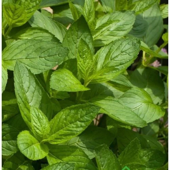 Yerli Nane Tohumu Takribi 100 Adet ürün görseli 1