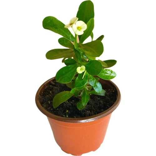 Efhorbia Küçük Boy Dikenler Tacı Fidanı Beyaz 10-20 cm ürün görseli