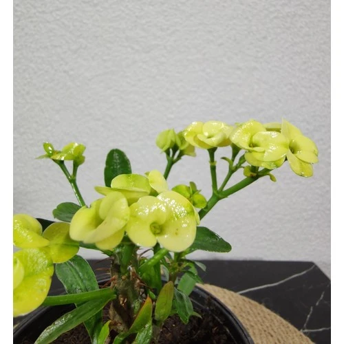 Efhorbia Dikenler Tacı Çiçeği Fidanı Sarı 10-20 cm - Resim 2