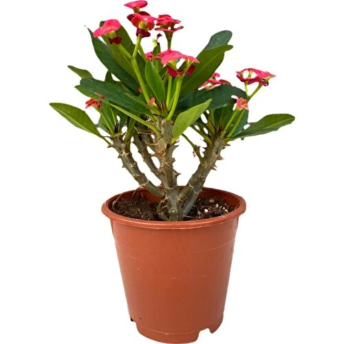 Dikenler Tacı Çiçeği Kırmızı Efhorbia Fidanı 10-20 cm - Resim 3
